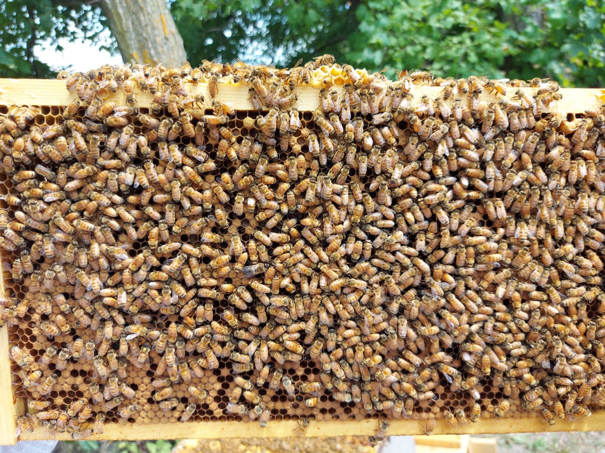 Honey bees on a brood frame from the Off The Cliff apiary in Havelock, Ontario