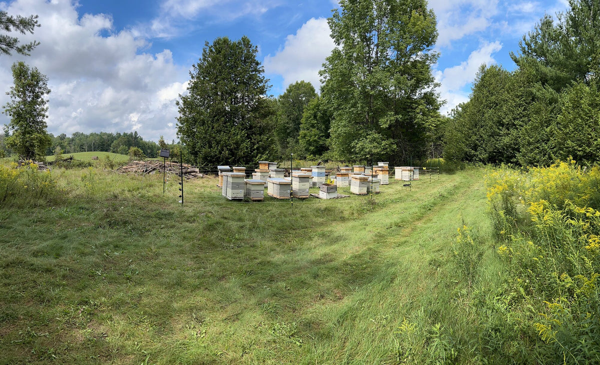 Off The Cliff beehives in an open field under a blue summer sky near Havelock, Ontario