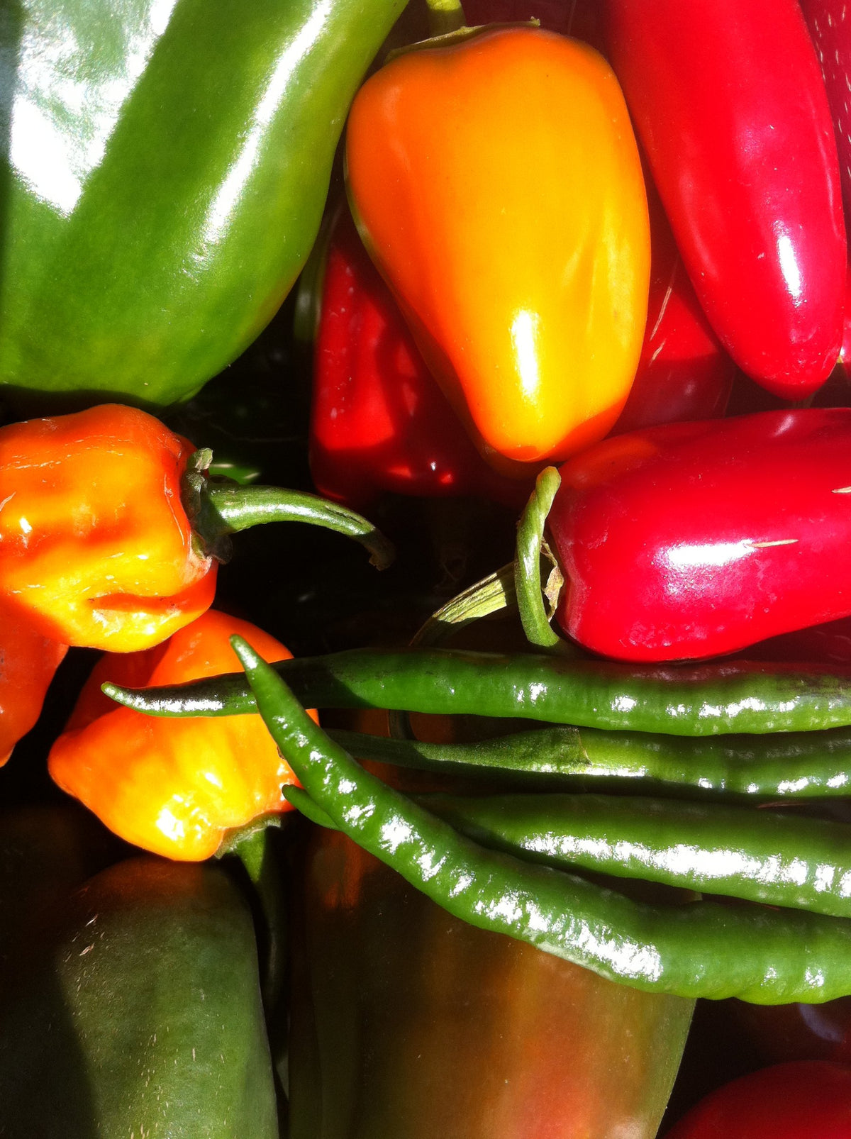 Freshly picked habanero, chili and sweet peppers from the Off The Cliff harvest